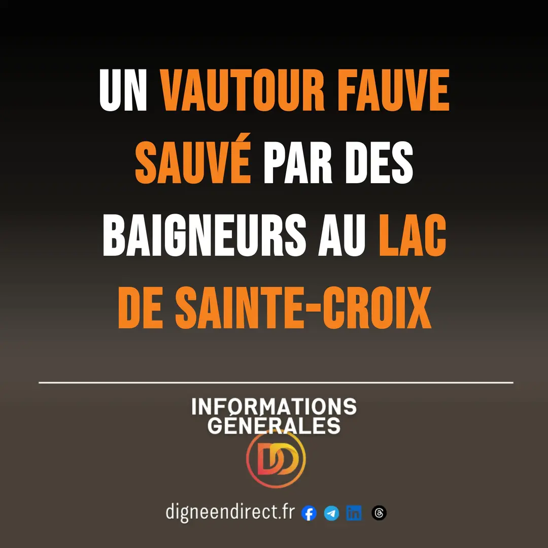 Un vautour fauve sauvé par des baigneurs au lac de Sainte-Croix